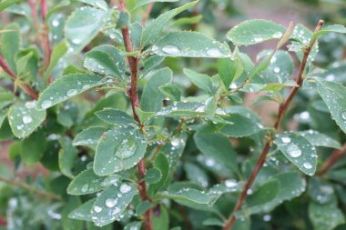 Parlayan su damlaları içeren güzel bir bitkinin yakın plan görüntüsü canlı yeşil yapraklarının üzerinde özenle dinleniyor.