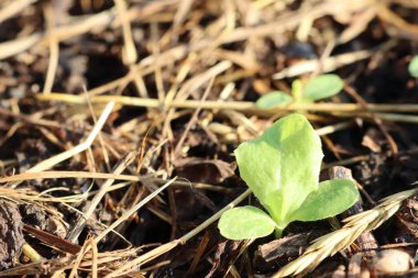 Küçük yeşil bir bitki sürekli olarak dışarı çıkıyor ve yerden dışarı doğru itiliyor. Canlı yaşam gücünü ve direncini gösteriyor.