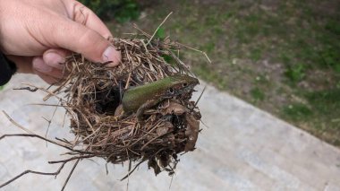 Bir insan, küçük bir kuş yuvasını nazikçe elinde tutar. Doğa ve vahşi yaşama olan minnettarlığını gösterir.