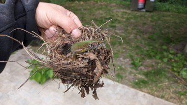Bir insan, güzel bir kuş yuvasını nazikçe elinde tutar ve çevresindeki doğa ve vahşi yaşamla olan bağlantısını gösterir.