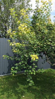 Ahşap bir çitin bitişiğindeki sevimli bir avluda, güzel sarı yapraklarını sergileyen canlı bir ağaç var.