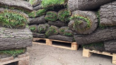 Ahşap paletlerin üzerine düzgünce yerleştirilmiş yeşil tomar tomarlar var, peyzaj için kullanılmaya hazır.