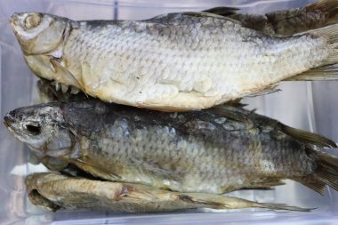 Canlı bir kurutulmuş balık koleksiyonu, çeşitli benzersiz türlerin sergilendiği açık bir kabın içinde sergilenir.