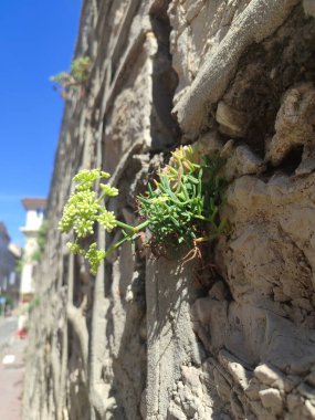 Taş bir duvarın arasında güzel bir şekilde büyüyen esnek bir bitki, şehir ortamında çarpıcı güzellikler sergiliyor.