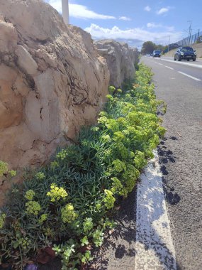 Hareketli yeşillik yoğun bir yolun yanında gelişiyor, meydan okuyan kentsel unsurlara karşı dayanıklılık sergiliyor