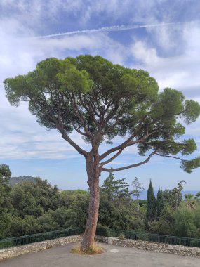 Şaşırtıcı derecede güzel bir çam ağacı görkemli bir şekilde masmavi bir gökyüzünün altında duruyor üzerinde yumuşak, tüylü bulutlarla süslenmiş.