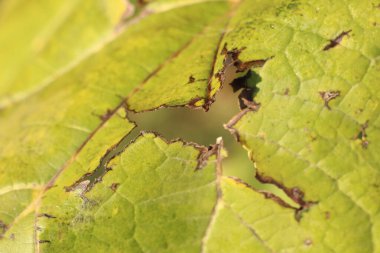 İşte çatlamış yeşil bir yaprağın detaylı bir yakın görüntüsü, eşsiz doğal dokularını ve renklerini sergiliyor.