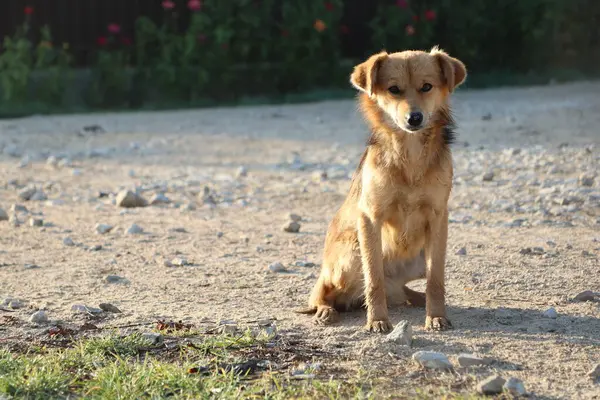 Yalnız kahverengi başıboş bir köpek, etrafını saran sıcak güneş ışığının tadını çıkaran, çakıllı bir patikada sessizce oturur.
