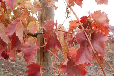Resmedilmesi zor kırmızı ve turuncu üzüm yaprakları sonbaharda bir üzüm bağında görülebilir.