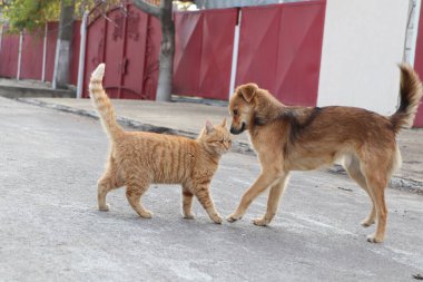 Huzurlu, güneşli bir sokakta, dost canlısı bir köpek ve meraklı bir kedi buluşur, keyifli, eğlenceli etkileşimlerini gösterirler.