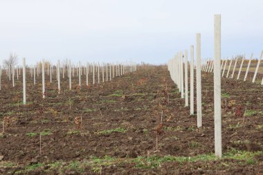 Rows of young grape vines supported by sturdy concrete posts create a peaceful and serene vineyard scene clipart