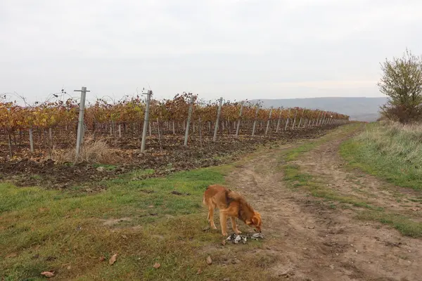 Neşeli bir köpek, canlı sonbahar yaprakları ve çarpıcı manzarayla çevrili bir üzüm bağının yolunda yürüyor.