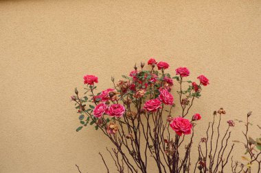 Yumuşak bej bir duvara dizilmiş canlı pembe güller doğanın zarafetini ve çekiciliğini sergiliyor.