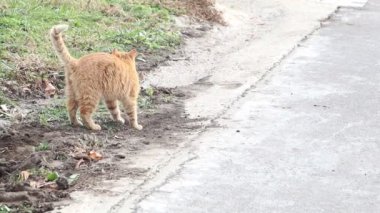 Kaygısız ve şakacı bir köpek hayat dolu canlı yeşil bir doğa ortamında toprağı koklar.