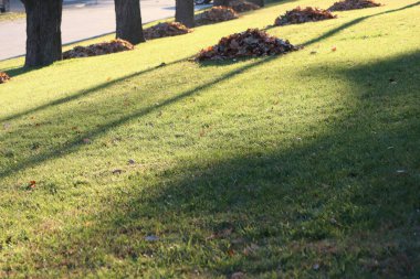 Sakince istiflenmiş yaprakların ve ağaçların oluşturduğu uzun ve güzel gölgelerin yer aldığı huzurlu ve huzurlu bir bahçe sahnesi.