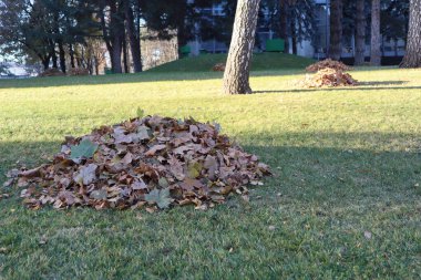 Zarif ağaçların altında canlı yeşil çimenlere saçılmış renkli yaprak yığınları görkemli sonbaharlar sergiliyor.