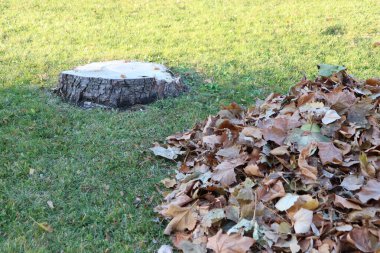 Renkli bir sonbahar yaprağı yığını gür yeşil çimlerin üzerinde duruyor, dayanıklı bir ağaç kütüğünün yanında, pitoresk bir sahne yaratıyor.