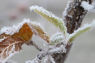 Kış sükunetinin dingin güzelliğini gözler önüne seren, güzel donmuş yaprak ve dalların yakın bir görüntüsü.