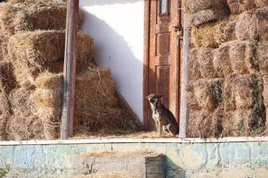 Bu huzurlu ve huzurlu sahnede, bir köpek saman balyalarının yanında eski ahşap bir kapının yanında rahatça dinleniyor.