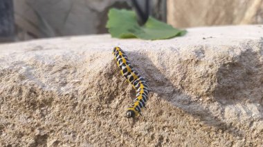 A colorful caterpillar crawls on a rough surface, showcasing the beauty of natures diversity and charm clipart