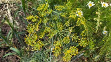 Çiçek açan bir dereotunun yakın plan görüntüsü gösterilir, yemyeşil çiçeklere karşı serpilmiş canlı sarı çiçekleri vurgular.