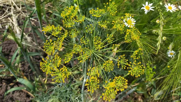 Çiçek açan bir dereotunun yakın plan görüntüsü gösterilir, yemyeşil çiçeklere karşı serpilmiş canlı sarı çiçekleri vurgular.