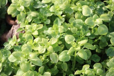 Çevrelerinde doğal olarak gelişen bir çevrede canlı, yemyeşil yapraklar sergiliyor.