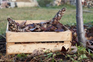 Sakin bir açık havada, kırsal bir ahşap kutu çam kozalakları ve kuru sonbahar yapraklarıyla doludur.