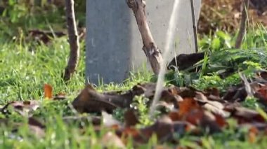 Sakin ve huzurlu bir an. Suyu güzel bir şekilde yakalıyor. Kuru yapraklar ve yemyeşil çimenler arasında sıçrıyor.