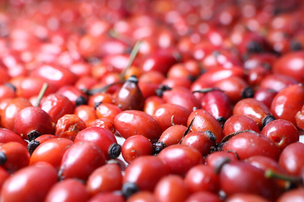 This image shows a closeup of assorted red Rosaceae, showcasing their natural beauty and stunning variety