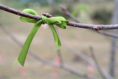 Güzel, canlı yeşil bir kurdele, doğadaki derin bağlantıyı sembolize eden bir ağaç dalına zarif bir şekilde bağlanır.