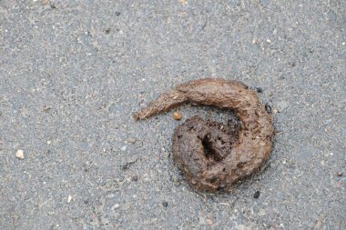 Gri asfalt yüzeyine saçılmış çeşitli hayvan dışkılarının yakın plan görüntüsü.