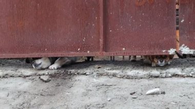 İki sevimli köpek tuhaf bir şekilde paslı eski bir kapının altından bakıyor, neşeli ve neşeli ruhlarını sergiliyorlar.