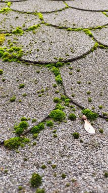 A detailed closeup showcasing the vibrant green moss that beautifully adorns a textured pavement surface clipart