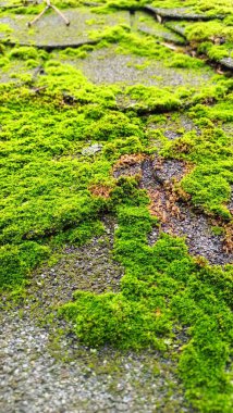Gür ve canlı bir yosun tabakası çatlak bir kaldırımı güzelce kaplıyor, doğanın esnekliğini ve güzelliğini gösteriyor.