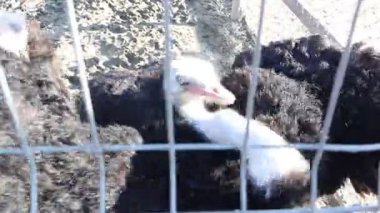 Çarpıcı siyah ve beyaz bir hayvanın eşsiz dokusu ve karmaşık desenlerini gösteren güzel detaylı bir görüntüsü.