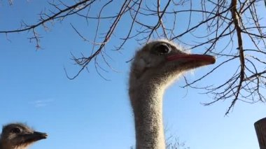 İki devekuşunun yakın çekim görüntüsü canlı ve parlak mavi bir gökyüzüne karşı kurulmuş, ağaçların dalları da manzaralı.