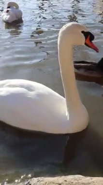 Göz kamaştırıcı ve zarif beyaz bir kuğu. Huzurlu sularda zahmetsizce süzülüyor. Gerçek güzellikleri gösteriyor.
