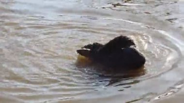 Şaşırtıcı ve gizemli bir yaratık kısmen suya gömülür ve kahverengi sıvıda dalgalanmalar yaratır.