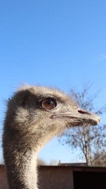 Görüntü görkemli devekuşlarının yüzünü yakalıyor, canlı bir arka plana karşı anlamlı gözünü vurguluyor.