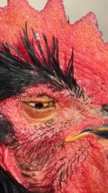 Renkli tüylü canlı bir horozun karmaşık özelliklerini gösteren çarpıcı bir yakın çekim görüntüsü.