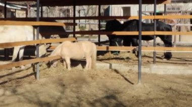 Sıcak, rahat bir ahır ortamında, üç minyatür ve tam boy at mutlu bir şekilde birlikte vakit geçiriyorlar.