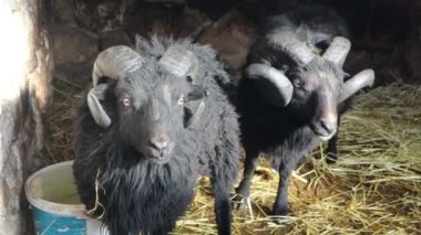 Büyüleyici ve kırsal bir ahır ortamında, gerçekten etkileyici ve görkemli boynuzları olan iki siyah koç dik duruyor.