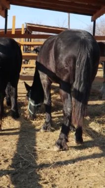Sakin ve kırsal bir yerde, dingin siyah bir at huzur içinde taze samanların tadını çıkarıyor.