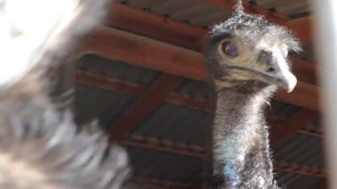 Bir devekuşunun özgün ve ilginç özelliklerini taşra doğal ortamında gösteren detaylı bir yakın çekim görüntüsü.