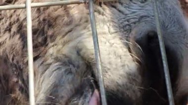 Bir hayvanın yüzünün son derece detaylı ve samimi bir görüntüsü bariyerlerinden açıkça görülebiliyor.