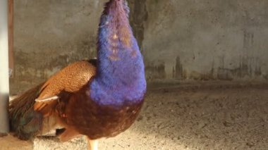 Canlı ve çarpıcı bir tavus kuşu renkli ve süslü tüylerini büyüleyici kırsal bir ortamda gururla sergiliyor
