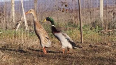 Bir çift güzel ördek, yemyeşil bir alanda doğal davranışlarını ve güzelliklerini sergiliyorlar.