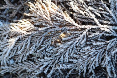 Sıcak güneş ışığında pırıl pırıl parlayan soğuk ve yeşil dalların nefes kesici yakın görüntüsü.