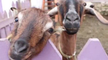 Ahşap bir çitin içinden bakan iki meraklı keçi, çiftlik hayatının ve hayvan merakının özünü yakalıyorlar.